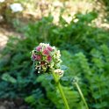 Sanguisorba minor fleur